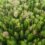 Trees Can Talk – If We Learn How To Listen:  Part One